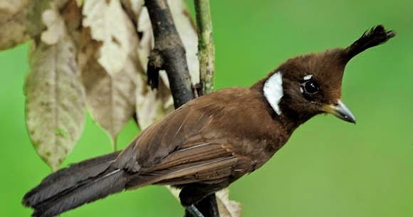 Harga Burung Cililin Terbarui Februari 2020