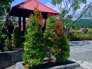 Syzygium Oleana Plant (Pucuk Merah) In The Garden