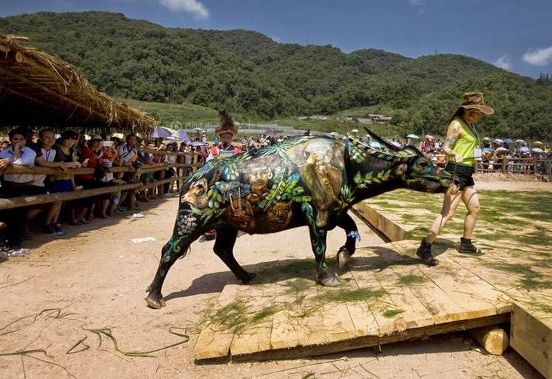 Buffalo Body-Painting Competition, China