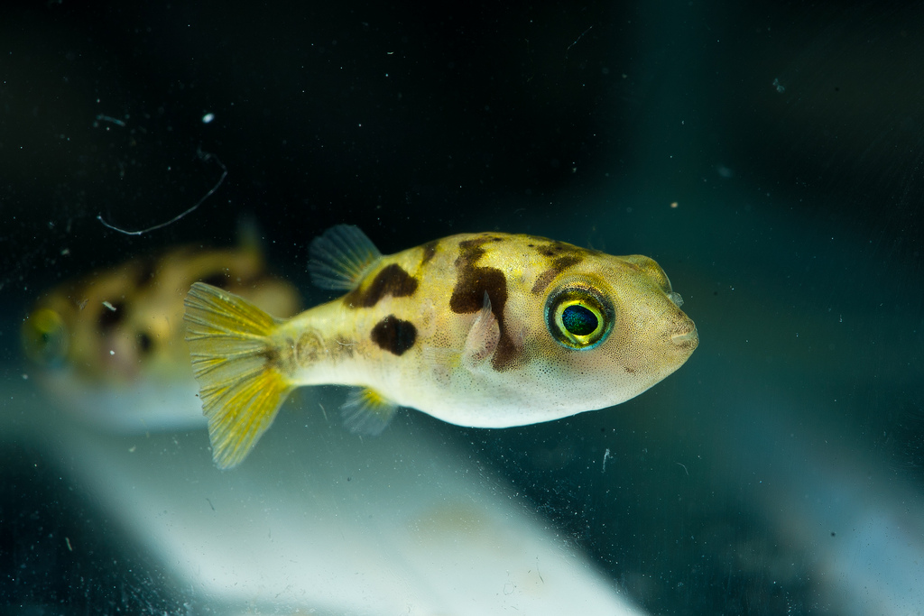 Aquarium World Puffer Fish Dwarf puffer Carinotetraodon