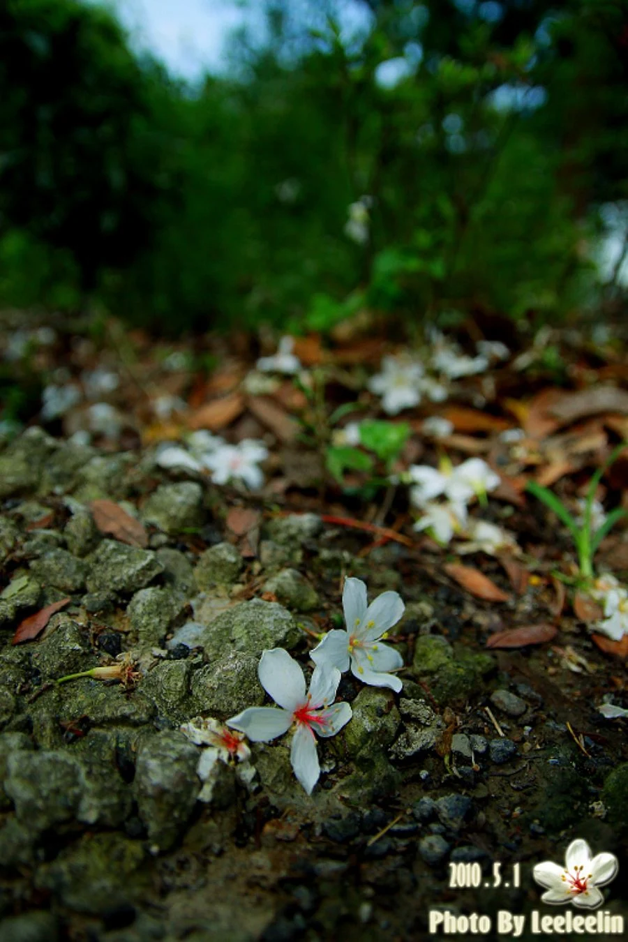 如來寺五月雪|三峽油桐花私房景點~還有壯觀千尊石雕神像群