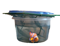 Ocellaris Clownfish in freshwater dip for Oodinium treatment or prevention