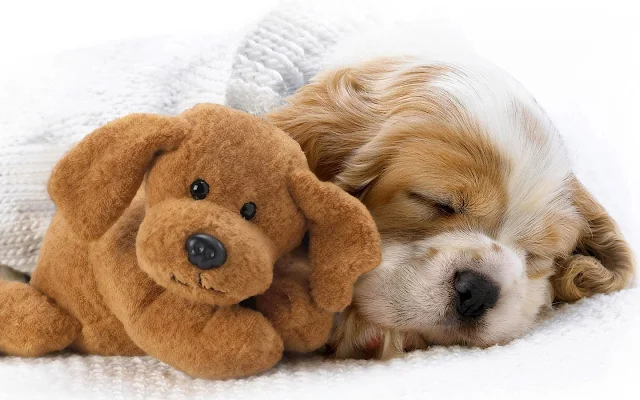 Slapende hond met teddybeer