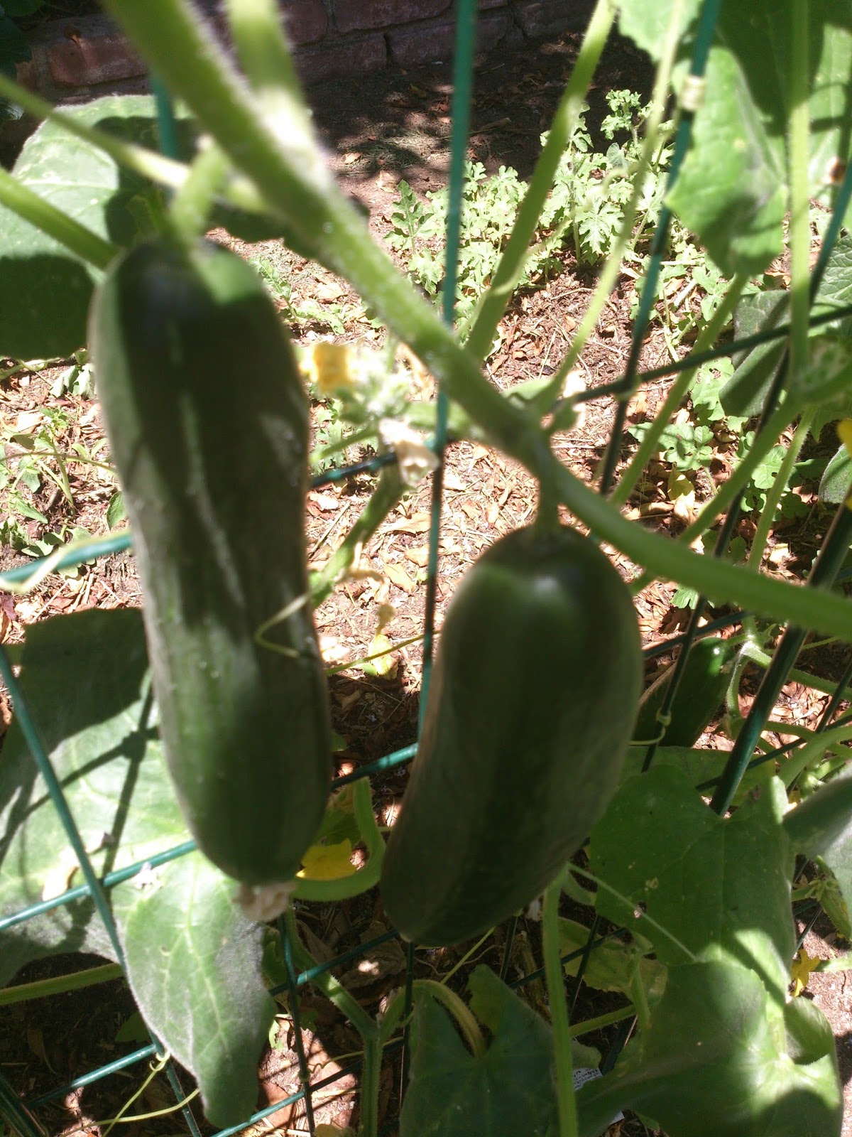 Sunny Simple Life Life in the Chicken Run Garden