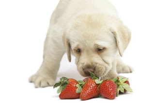 Discover Unbelievable Health Benefits of Fruit for Dogs Here