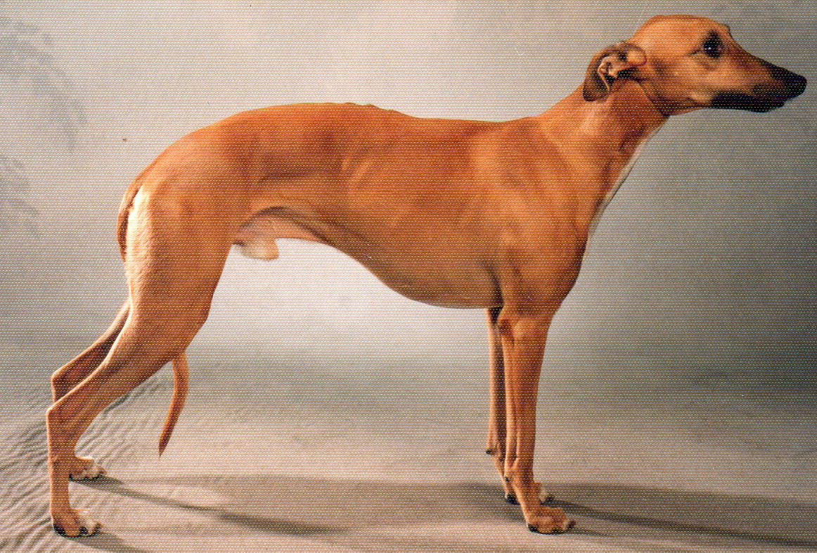 Whippets vom Kleinen Berg Kleineberger