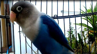 5 Warna Lovebird Yang Paling Disukai 5 Warna Lovebird Yang Paling Disukai