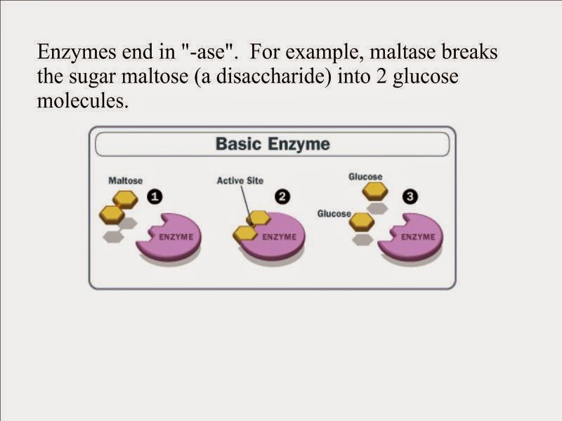11 Biology Pathway of Food Molecule