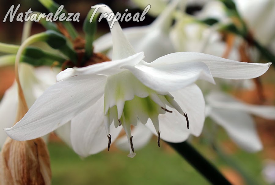Flor típica del famoso Lirio del Amazonas, Eucharis amazonica