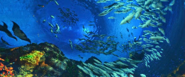 مياه أعماق البحار تعالج سرطان المعدة