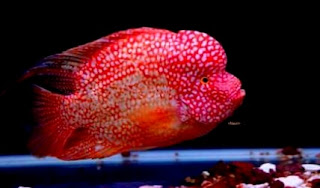 Foto Ikan louhan super red texas Ikan louhan super red texas