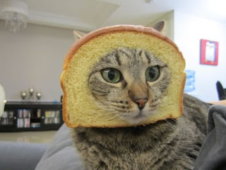Funny cat image downloaded via Google Images | Feline Eats Bread