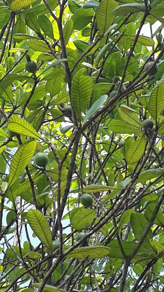 ගලිස් [Galis] (Gardenia crameri) අපේ ඔසුපැළ Medicinal Plants of Sri Lanka