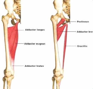 Musculos aductores de la pierna
