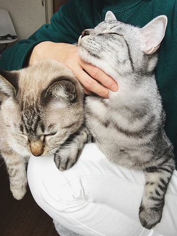 暖を求めてニンゲンの膝の上に乗ってくる猫たち