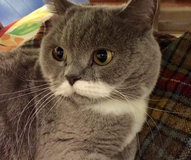 poze funny cu pisici haioase de pe facebook