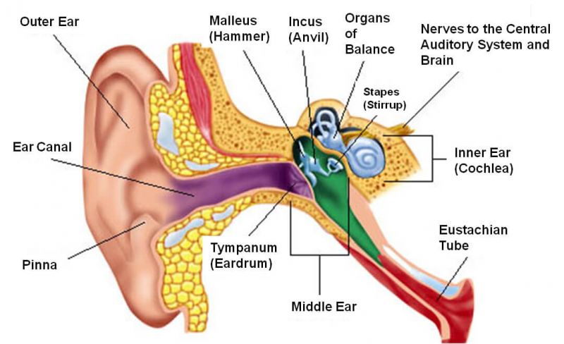 Struktur Telinga Sebagai Indra Pendengaran Biologi Edukasi Belajar Sains Biologi