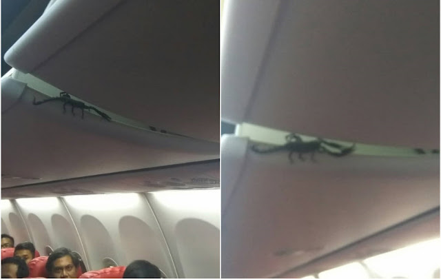 Kalajengking Naik Pesawat, Ini Klarifikasi Lion Air Kalajengking Naik Pesawat, Ini Klarifikasi Lion Air