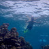 Snorkeling di Tureloto, Sihar Sitorus Terpesona Disapa Ikan Nemo