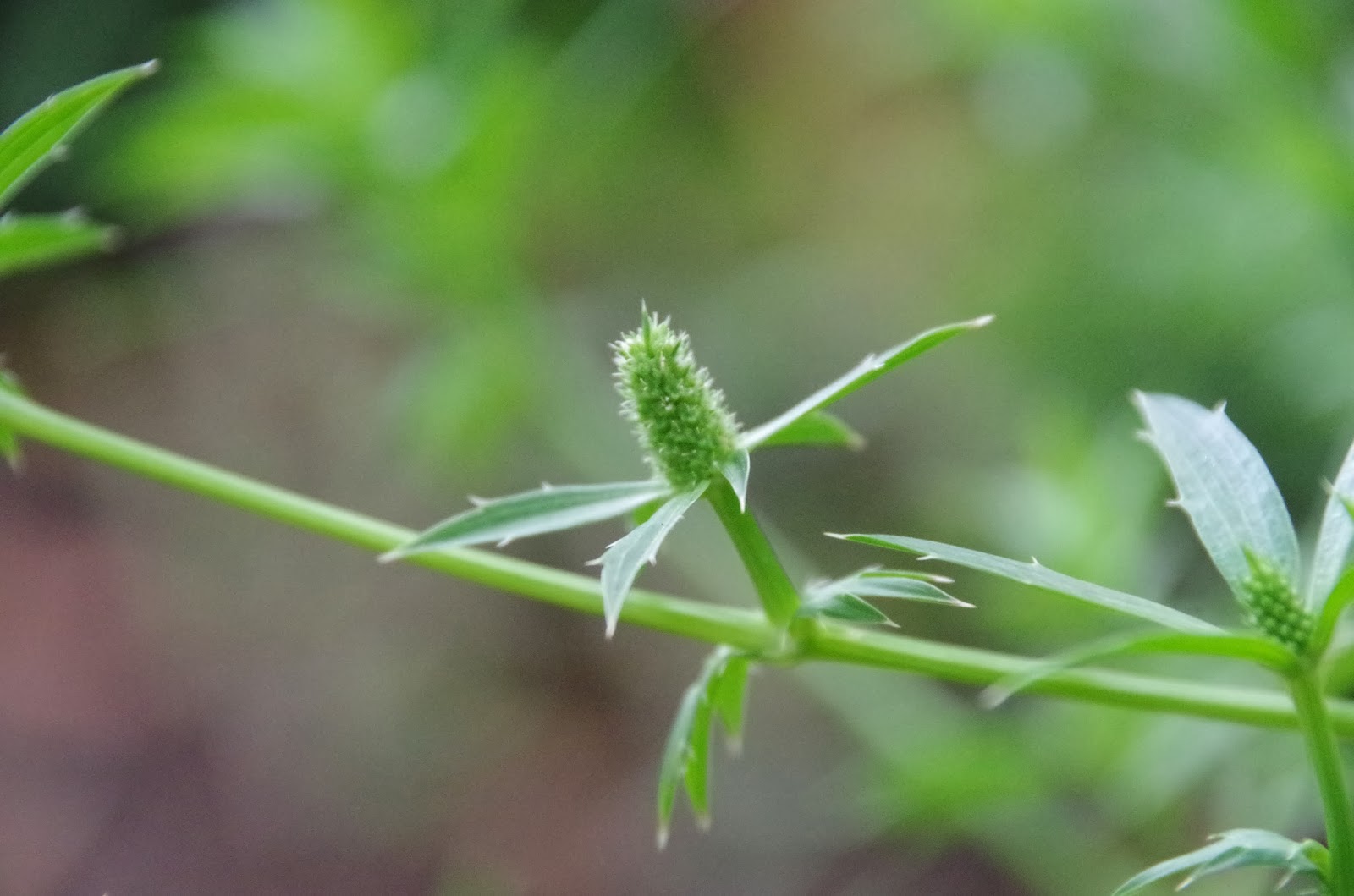 Trees and Plants Sawtooth Coriander