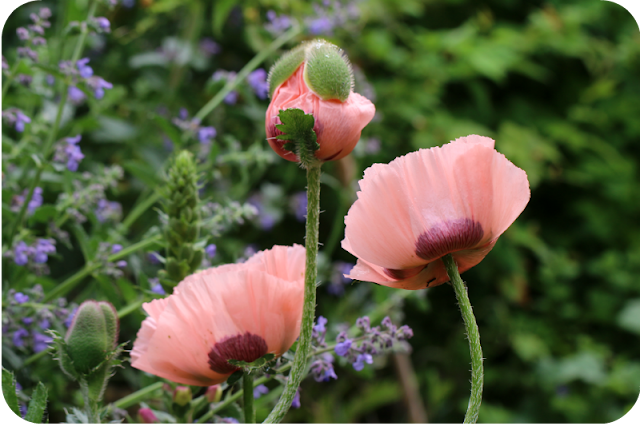 Mohnblüte im Juni 2016 | Arthurs Tochter kocht von Astrid Paul Mohnblüte im Juni 2016 | Arthurs Tochter kocht von Astrid Paul