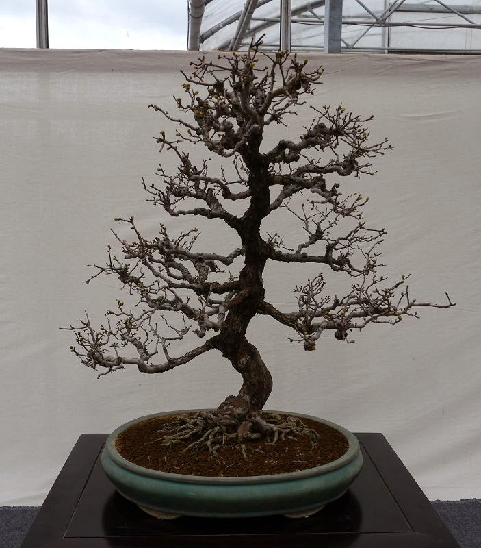 BonsaiFotoAusstellung: HAI-YAMA-TEN 2014