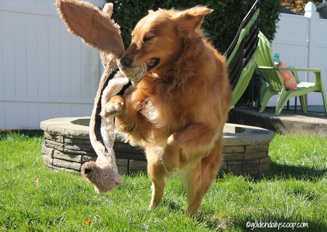 Jumping for Joy golden-retriever-dog-playing-with-toy-in-backyard
