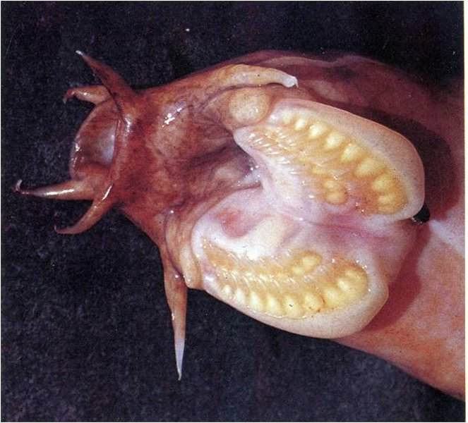 Hagfish What Is It Science Fun.