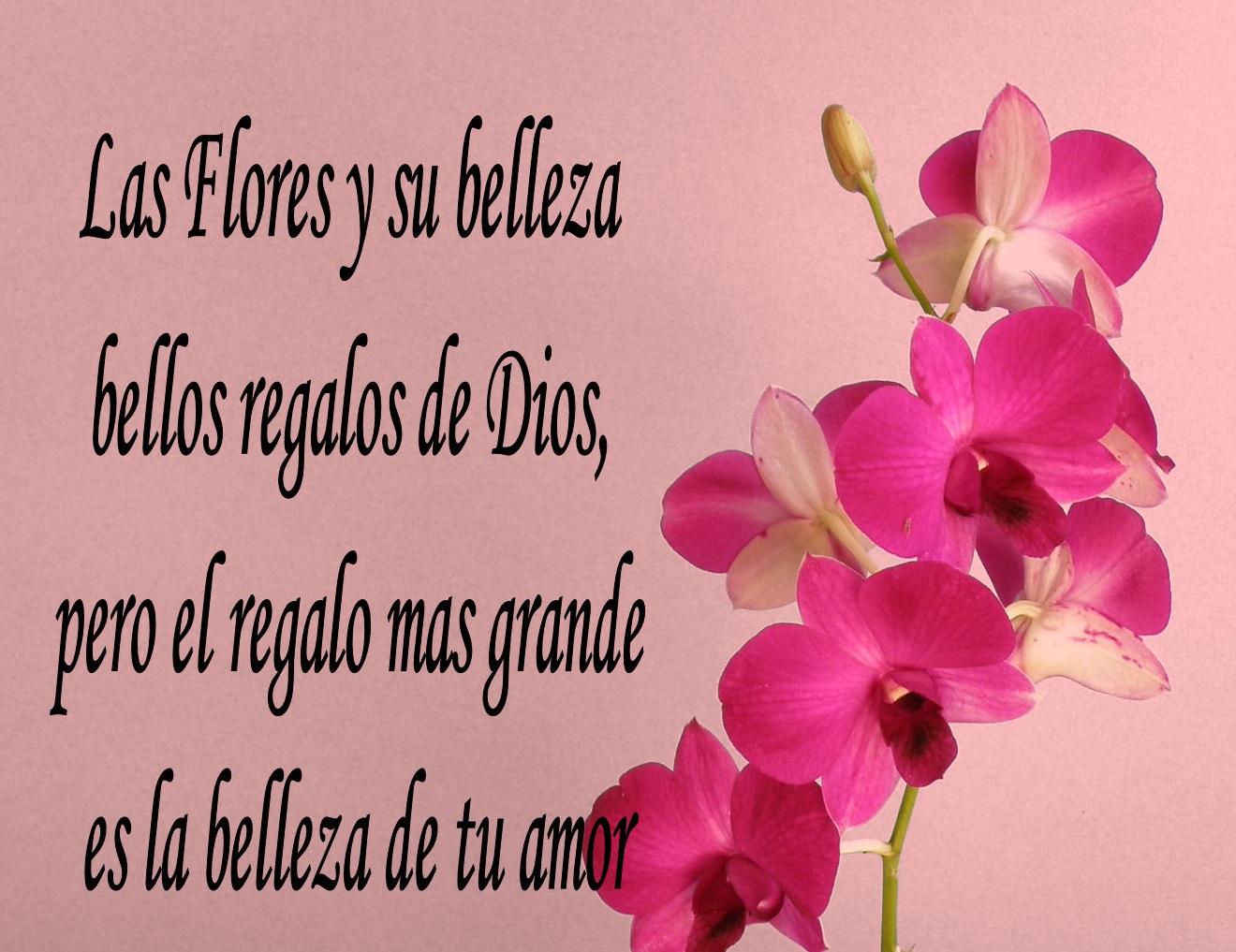 descargar imagenes de flores