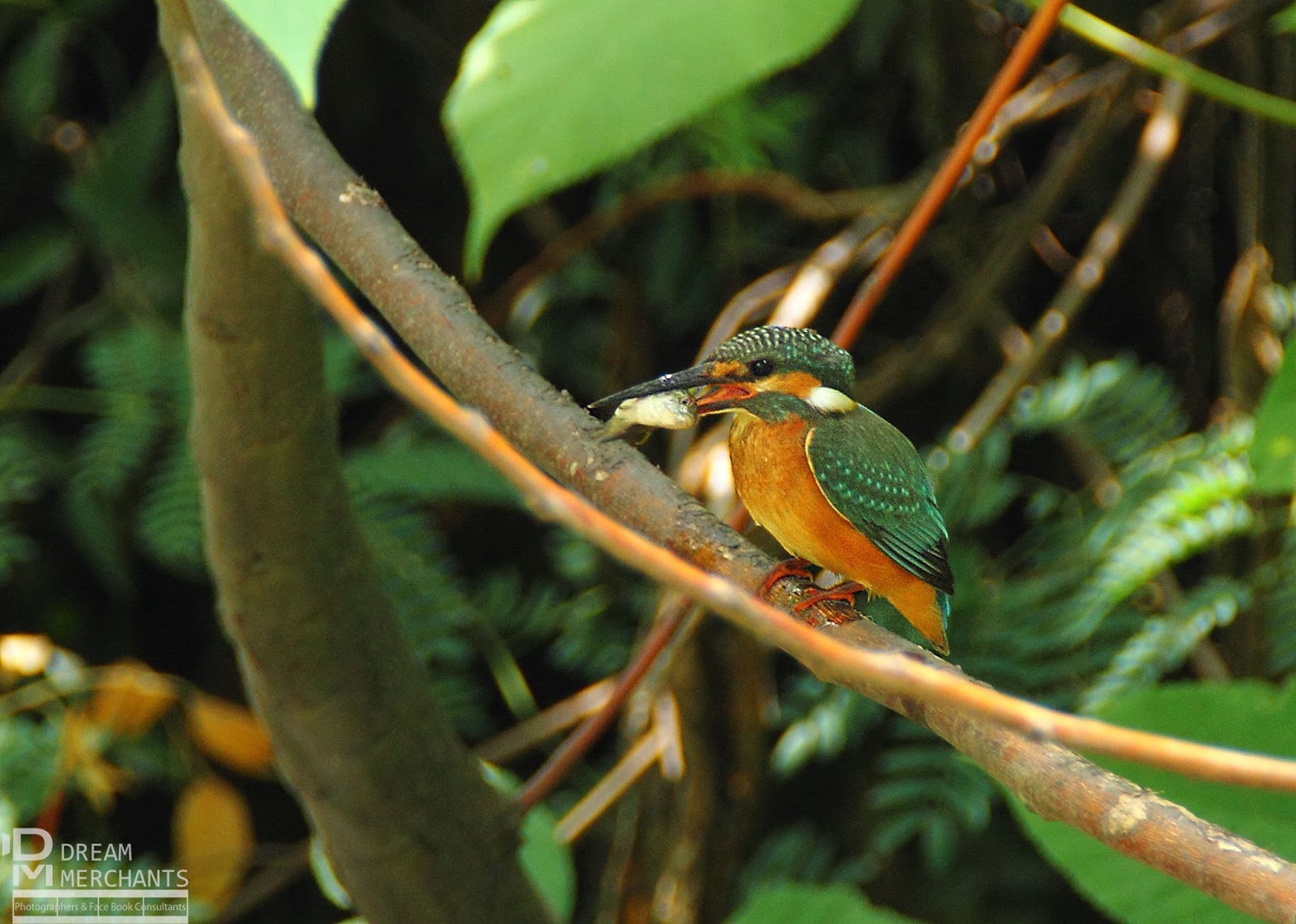 Beautiful Birds of Pakistan 5 Jaho Jalal