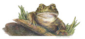 Garden toad , colored pencil