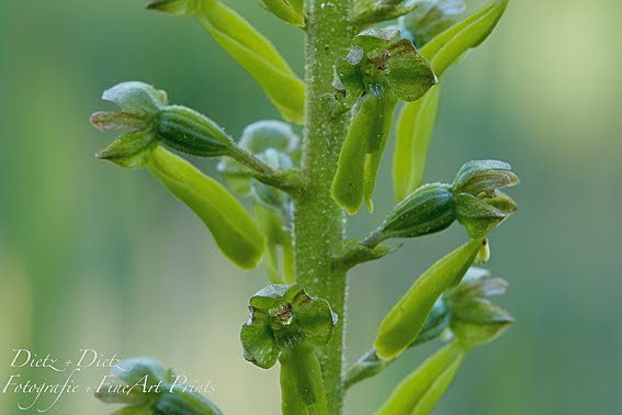Orchidee - Grosses Zweiblatt (Listera ovata)