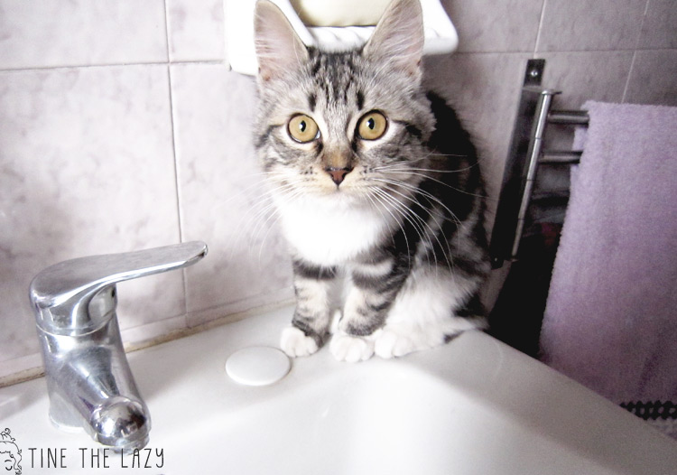 Tine the Lazy: Saluti da Bailey - Greetings from Bailey Saluti da Bailey
