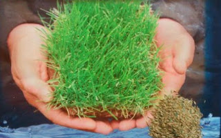 Contoh Biji Rumput umur 2 minggu www.halamantaman.com