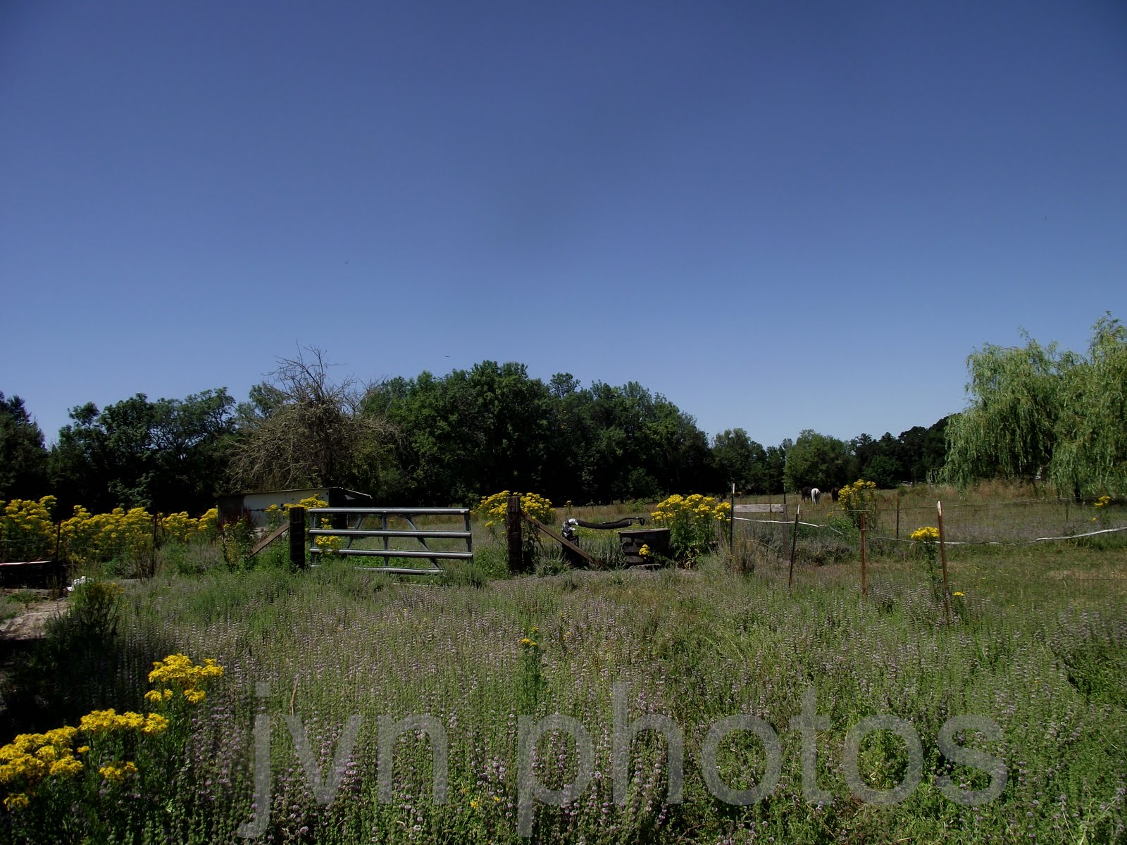 Photos by Jan: Visited a small farm today!