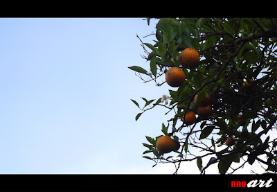 nnoart: Buah jeruk yang siap dipetik di kebun jeruk Malang Saat buah jeruk telah matang, maka buah tersebut telah siap untuk dipetik.