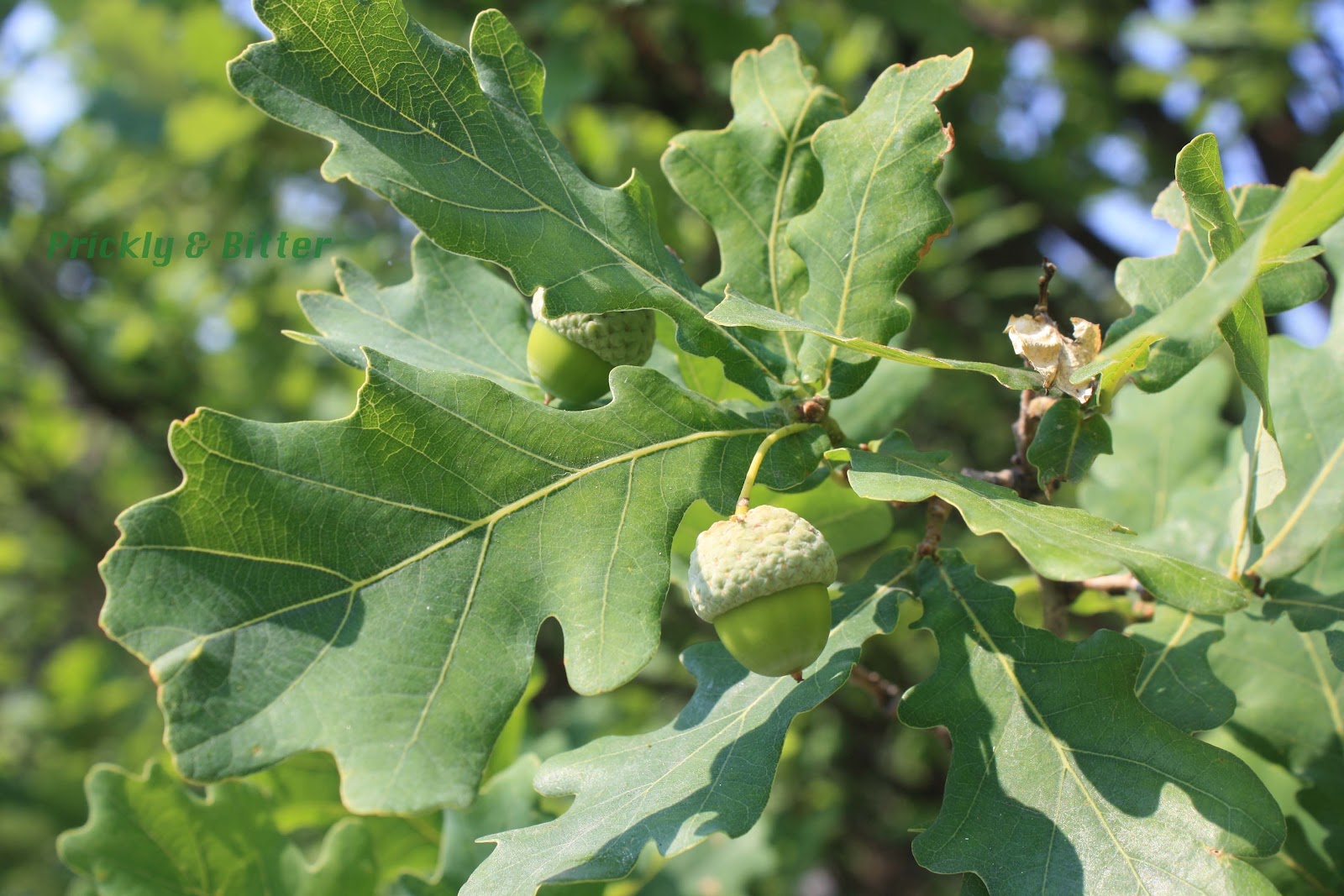 what type of seed does the english oak produce what type of seed does the english oak produce