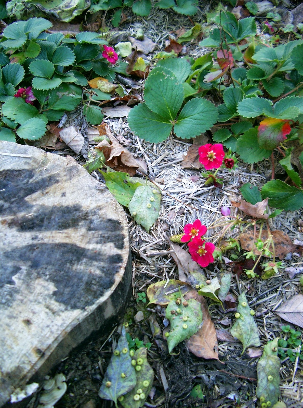 wing cottage strawberries ©linda nelson 2014