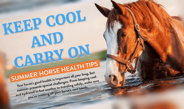 Keep Cool and Carry On: Summer Horse Health Tips