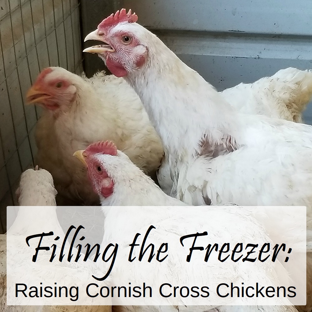 Filling the Freezer Raising Cornish Cross Chickens Oak Hill Homestead