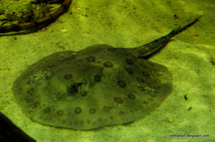 Zoo Zagreb raža