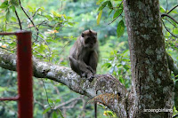 curug omas