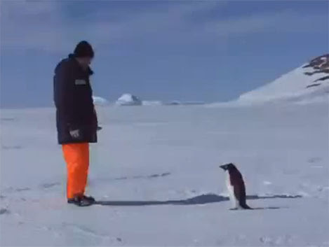 Video : ペンギン・アタックを喰らうがいい ! !