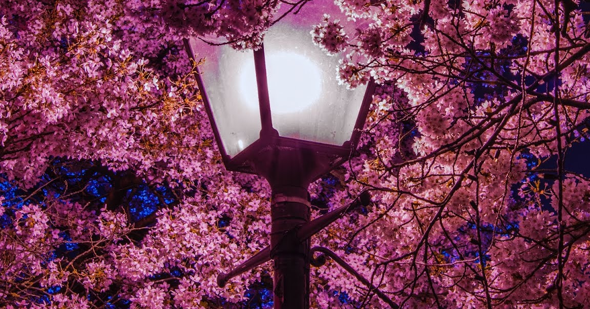 Sakura night