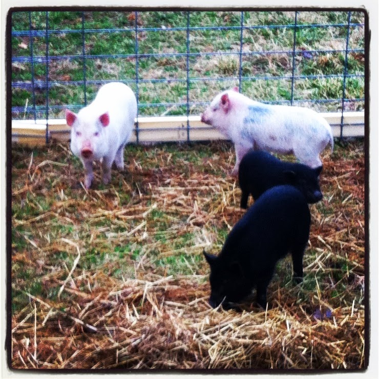 homestead-catholic-it-s-pig-time