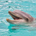 Νεκρό δελφίνι εντοπίστηκε κοντά στο Γαύριο στην Ανδρο