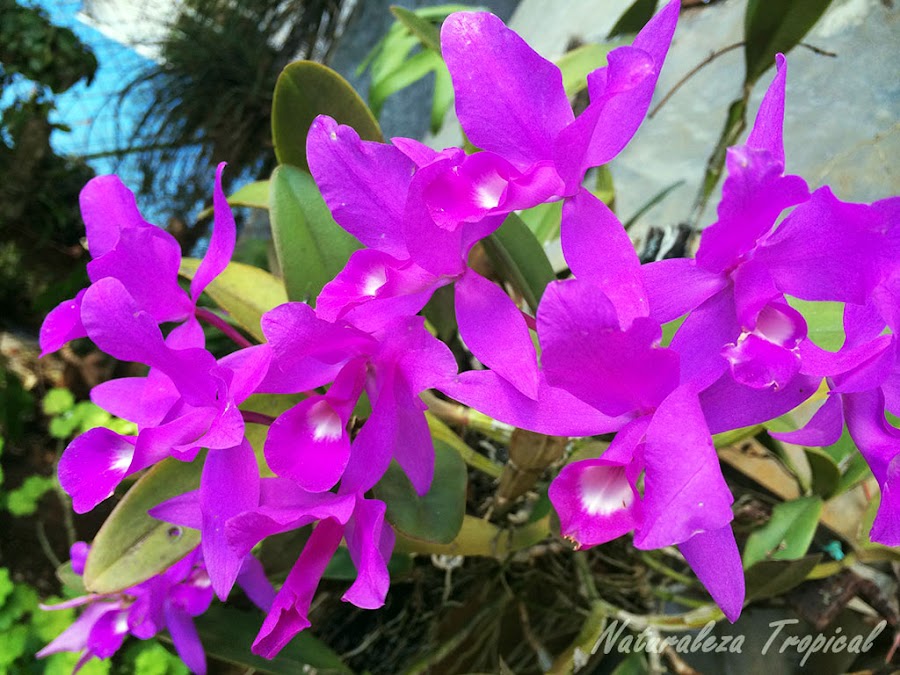 Floración de la orquídea Guarianthe skinneri
