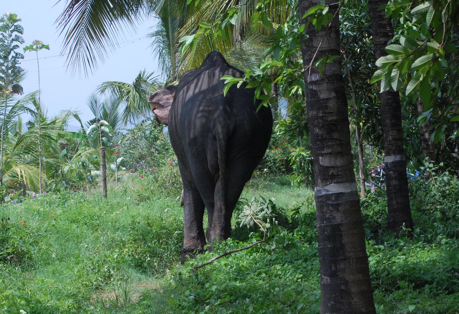 No words to say: Kumki Elephant