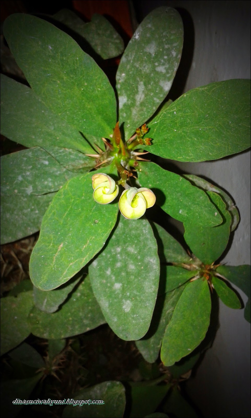 EUPHORBIA MILII SELAIN UNTUK TANAMAN HIAS JUGA BERMANFAAT BAGI