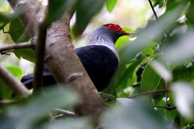 seychelles blue pigeon